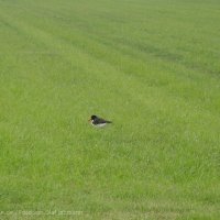 Schiermonnikoog 2004_137