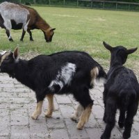 Schiermonnikoog