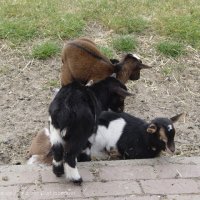 Schiermonnikoog 2004_142