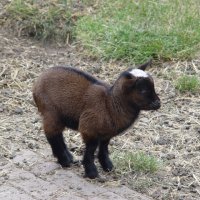 Schiermonnikoog 2004_143