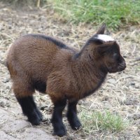 Schiermonnikoog 2004_144