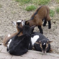 Schiermonnikoog 2004_145