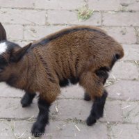 Schiermonnikoog 2004_147