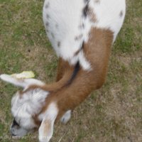 Schiermonnikoog 2004_149