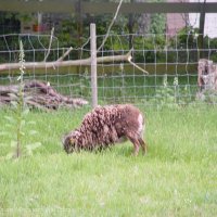 Schiermonnikoog 2004_152