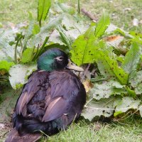 Schiermonnikoog 2004_154