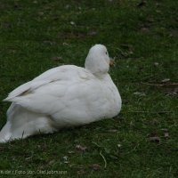 Schiermonnikoog 2004_155