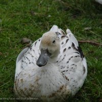 Schiermonnikoog 2004_156