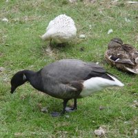 Schiermonnikoog 2004_158