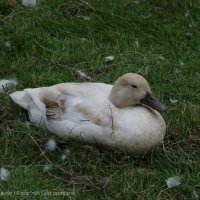Schiermonnikoog 2004_159