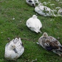 Schiermonnikoog 2004_160