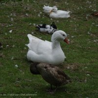 Schiermonnikoog 2004_161