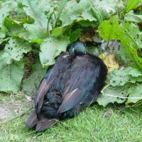 Schiermonnikoog 2004_162