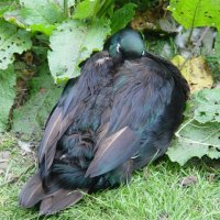 Schiermonnikoog 2004_163