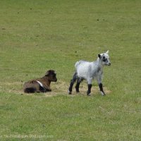 Schiermonnikoog 2004_190