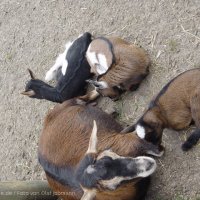 Schiermonnikoog 2004_191