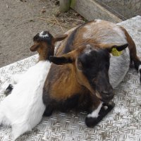 Schiermonnikoog 2004_192