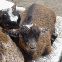 Schiermonnikoog 2004_193