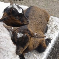 Schiermonnikoog 2004_194