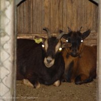 Schiermonnikoog 2004_24