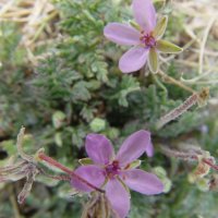 Schiermonnikoog 2004_43