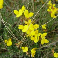 Schiermonnikoog 2004_44