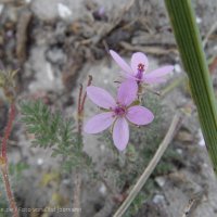 Schiermonnikoog 2004_45