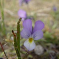 Schiermonnikoog 2004_49