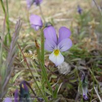 Schiermonnikoog 2004_50