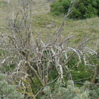 Schiermonnikoog 2004_53