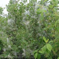 Schiermonnikoog 2004_58