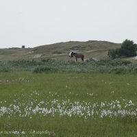 Schiermonnikoog 2004_60