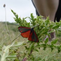 Schiermonnikoog 2004_64