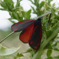 Schiermonnikoog 2004_66