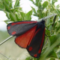 Schiermonnikoog
