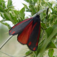 Schiermonnikoog 2004_68