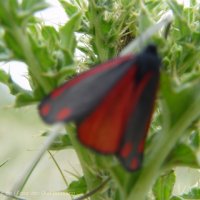 Schiermonnikoog 2004_70