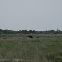 Schiermonnikoog 2004_85