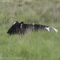 Schiermonnikoog 2004_86