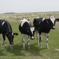 Schiermonnikoog 2004_90