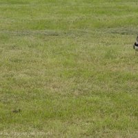 Schiermonnikoog 2004_93