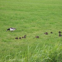 Schiermonnikoog 2005_6