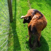 Schiermonnikoog 2005_70
