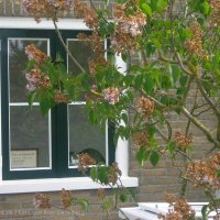 Schiermonnikoog 2006_182