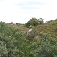 Schiermonnikoog 2006_52