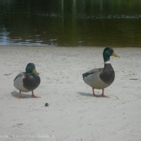 Schiermonnikoog 2006_81