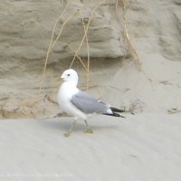 Schiermonnikoog 2007_12