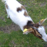 Schiermonnikoog 2007_14