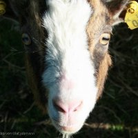 Schiermonnikoog 2008_145