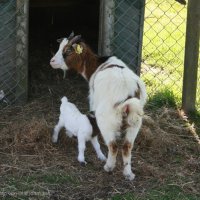 Schiermonnikoog 2008_146